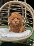 SEVİMLİ TOY POODLE YAVRULARI - fotoğraf 2