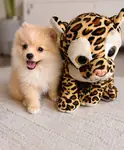 İstanbul sahiplendirme pomeranian - Pomeranian Boo - İstanbul