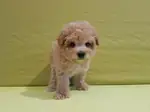 SEVİMLİ F2 MALTİPOO YAVRULARI - fotoğraf 4