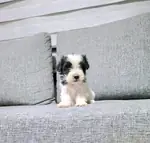 Kore morkie minnaklarım teslime hazır 