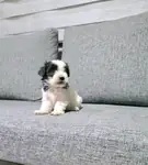 Kore morkie minnaklarım teslime hazır  - fotoğraf 2