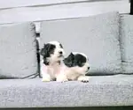 Kore morkie minnaklarım teslime hazır  - fotoğraf 3