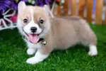 WELSH CORGİ YAVRULARI - fotoğraf 3