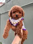 Orjinal toy Poodle yavrumuz  - fotoğraf 2