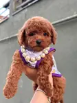 Orjinal toy Poodle yavrumuz  - fotoğraf 3