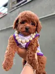 Orjinal toy Poodle yavrumuz  - fotoğraf 4