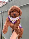Orjinal toy Poodle yavrumuz  - fotoğraf 5