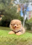 Boo Pomeranian Her Renk Özel Renk Yavrular  - Pomeranian Boo - İstanbul
