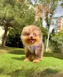 Boo Pomeranian Her Renk Özel Renk Yavrular  - fotoğraf 2