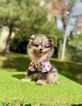 Boo Pomeranian Her Renk Özel Renk Yavrular  - fotoğraf 3