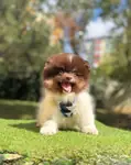Boo Pomeranian Her Renk Özel Renk Yavrular  - fotoğraf 4