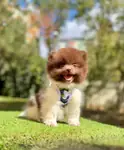 Boo Pomeranian Her Renk Özel Renk Yavrular  - fotoğraf 5