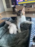 Fincan'a yuva arıyoruz