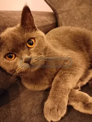 Maya - fotoğraf 1