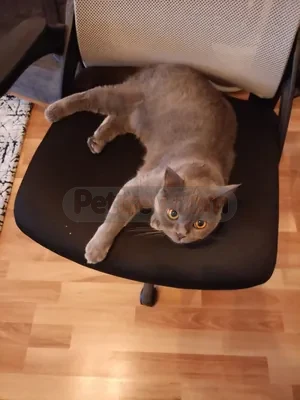 Maya - fotoğraf 3