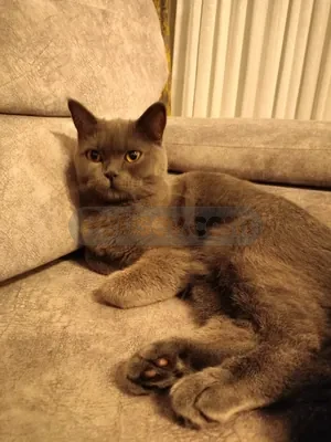 Maya - fotoğraf 4