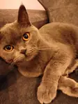 Maya