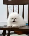 Pomeranian Boo Ultra Mini Yavrularımız  - fotoğraf 3
