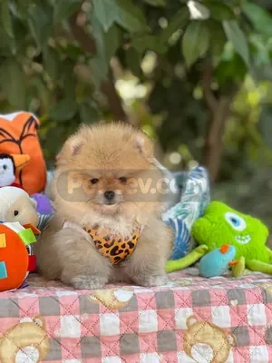 Fci Secereli Teddy Show dişi - fotoğraf 3