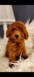 Veteriner teknikerinden ırk ve sağlık garantili Toy Poodle  - Toy Poodle - İstanbul