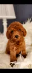 Veteriner teknikerinden ırk ve sağlık garantili Toy Poodle  - fotoğraf 2