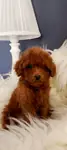 Veteriner teknikerinden ırk ve sağlık garantili Toy Poodle  - fotoğraf 3