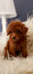 Veteriner teknikerinden ırk ve sağlık garantili Toy Poodle  - fotoğraf 4