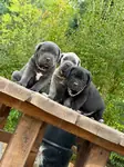 Cane Corso Yavrular (Blue-siyah)