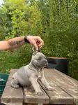 Cane Corso Yavrular (Blue-siyah) - fotoğraf 3