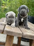Cane Corso Yavrular (Blue-siyah) - fotoğraf 4