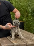 Cane Corso Yavrular (Blue-siyah) - fotoğraf 5