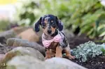BİR ÇOK SEÇENEK İLE DACSHUND BEBEKLER - fotoğraf 1