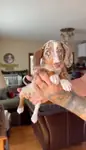BİR ÇOK SEÇENEK İLE DACSHUND BEBEKLER - fotoğraf 2