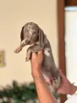 BİR ÇOK SEÇENEK İLE DACSHUND BEBEKLER - fotoğraf 4
