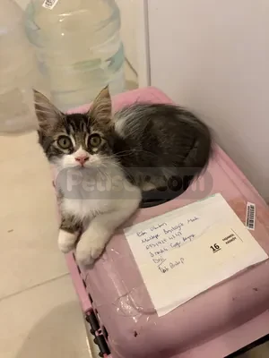 Kedi Sahiplendirme - fotoğraf 2