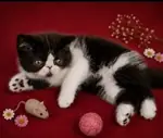 😻 Safkan Exotic Shorthair bebekler yeni 