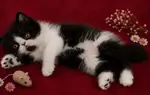 😻 Safkan Exotic Shorthair bebekler yeni yuvalarını arıyor 😻 - fotoğraf 2