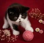 😻 Safkan Exotic Shorthair bebekler yeni yuvalarını arıyor 😻 - fotoğraf 3