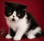 😻 Safkan Exotic Shorthair bebekler yeni yuvalarını arıyor 😻 - fotoğraf 4