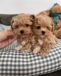 Maltipoo En Mini Bebekler  - Maltipoo - İstanbul