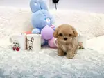 Maltipoo En Mini Bebekler  - fotoğraf 2