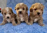 Maltipoo En Mini Bebekler  - fotoğraf 3