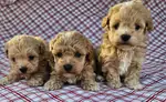 Maltipoo En Mini Bebekler  - fotoğraf 4