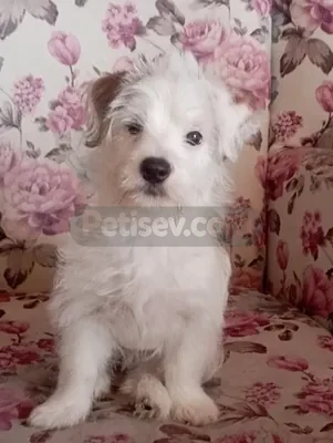 İlan Fotoğrafı