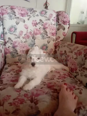 Jacktese 3 aylık - fotoğraf 2