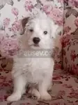 Jacktese 3 aylık