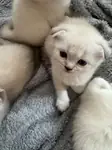 Yalova’da Scottish Fold Yavruları - fotoğraf 3