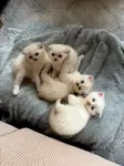 Yalova’da Scottish Fold Yavruları - fotoğraf 4