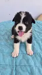 Saǧlıklı Safkan Border Collie Yavrular  - fotoğraf 2