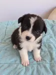 Saǧlıklı Safkan Border Collie Yavrular  - fotoğraf 3